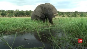 VIDEO: Puluhan Gajah Mati Mendadak, Diduga Terinfeksi Bakteri