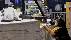 FOTO: The Barking Lot, Kafe Anjing Pertama di Arab Saudi