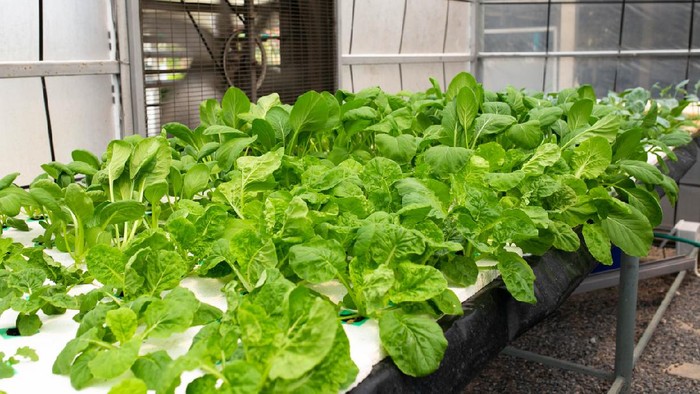 Hydroponics farm, Fresh vegetable at greenhouse farm garden.