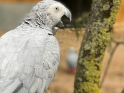Enggak Ada Akhlak, 5 Burung Nuri Ini Hobi Mengumpat