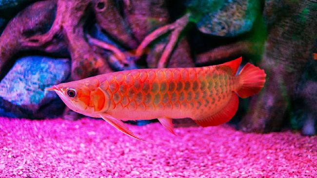 ikan arwana golden red