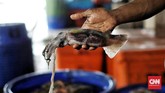 FOTO: Sentra Penjualan Ikan Mulai Lesu Saat Pandemi Corona Para nelayan masih aktif menangkap ikan di tengah pandemi corona. Sayangnya, pembelian mulai lesu, terutama ekspor hasil laut.