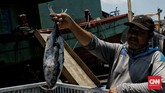 FOTO: Sentra Penjualan Ikan Mulai Lesu Saat Pandemi Corona Para nelayan masih aktif menangkap ikan di tengah pandemi corona. Sayangnya, pembelian mulai lesu, terutama ekspor hasil laut.