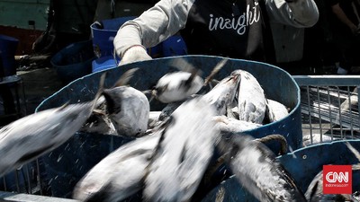 KKP Segel 4,74 Ton Ikan Impor Ilegal dari China dan Malaysia di Batam