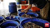 FOTO: Sentra Penjualan Ikan Mulai Lesu Saat Pandemi Corona Para nelayan masih aktif menangkap ikan di tengah pandemi corona. Sayangnya, pembelian mulai lesu, terutama ekspor hasil laut.