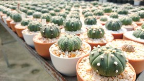 8 Jenis Kaktus Mini Cocok untuk Dekorasi Ruangan
