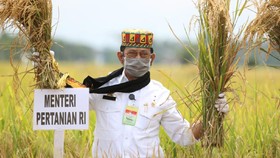 Mentan Ikuti Panen Padi di Aceh Besar