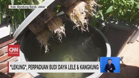 VIDEO: Lekung, Perpaduan Budi Daya Lele & Kangkung