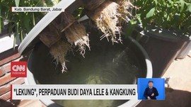 VIDEO: Lekung, Perpaduan Budi Daya Lele & Kangkung