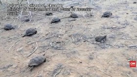 VIDEO: Pelepasliaran Kura-Kura Raksasa Galapagos
