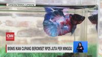 VIDEO Bisnis Ikan  Cupang  Beromset Rp25 Juta per Minggu