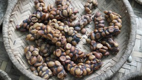 7 Kopi Termahal di Dunia, Ada Kopi Luwak Indonesia