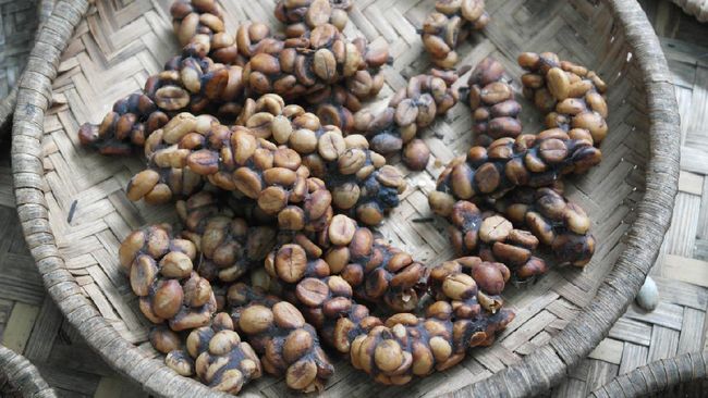 Kopi Luwak: Kopi Termahal di Dunia ilustrasi-kopi-luwak_169.jpeg (650×366)
