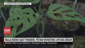 VIDEO: Petani Monstera Untung Besar saat Pandemi