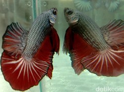 5 Bisnis Raup yang Cuan Meski Serangan Corona Merajalela