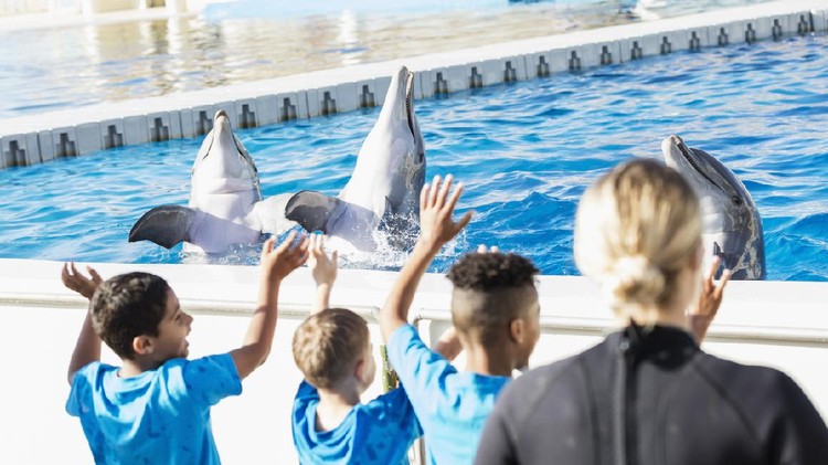 A group of multi-ethnic children on a field trip to a marine park. They are helping a trainer interact with three dolphins who are playing, singing and spinning on the water.