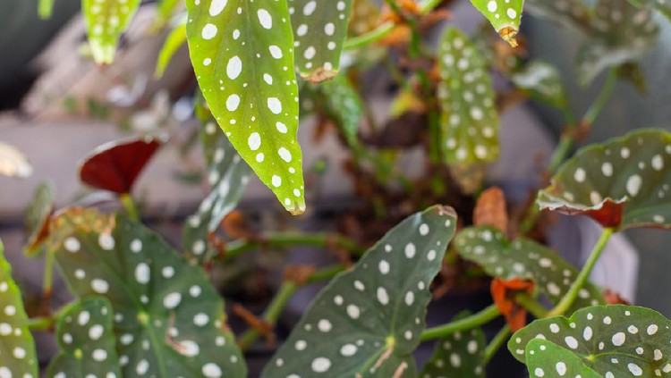 Begonia Maculata ,Polka Dot Begonia Background, retro modern houseplant close-up