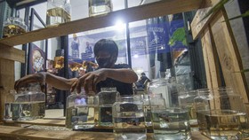 Alasan Mengapa Ikan Cupang Mengeluarkan Gelembung
