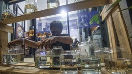 Alasan Mengapa Ikan Cupang Mengeluarkan Gelembung