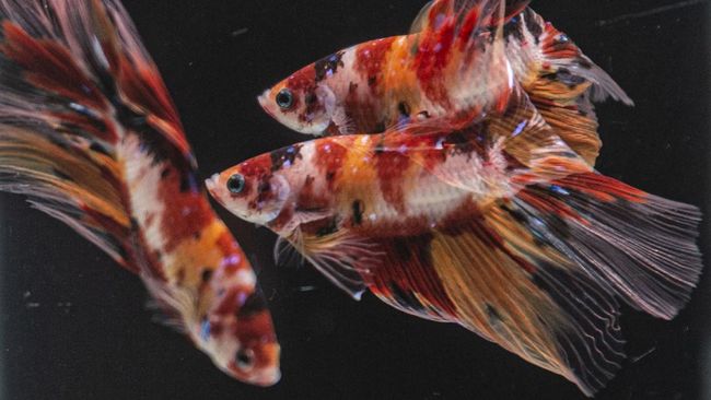 Daun ketapang kerap digunakan dalam hobi memelihara ikan cupang. Artikel ini mengulas manfaat daun ketapang untuk ikan cupang.