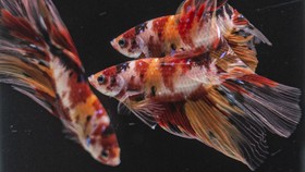 Mengenal Manfaat Daun Ketapang untuk Ikan Cupang