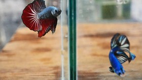 Ciri-ciri Ikan Cupang Sakit dan Cara Mengobatinya