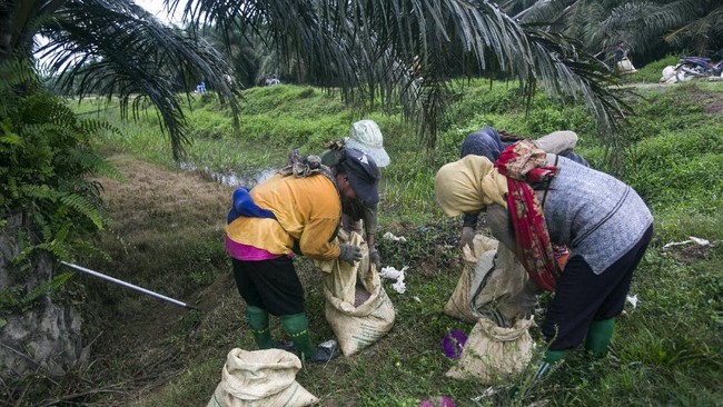 BPKP akan membentuk tim gabungan untuk melakukan audit tata kelola kelapa sawit di Indonesia.
