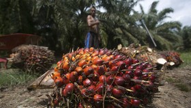 FOTO: Melihat Cerita Eksploitasi Pekerja Kelapa Sawit