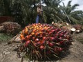 FOTO: Melihat Cerita Eksploitasi Pekerja Kelapa Sawit