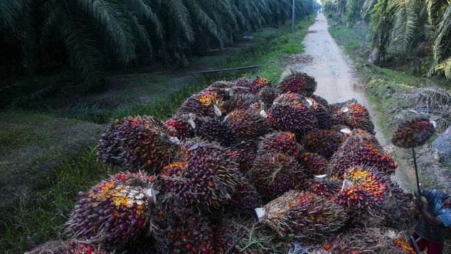 Presiden Jokowi mengeluarkan limbah penyulingan sawit atau yang biasa dikenal dengan spent bleaching earth (SBE) dari kategori limbah bahan berbahaya.