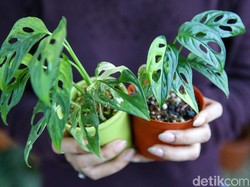 Kok Bisa Sih Harga Tanaman Doang Tembus Ratusan Juta?
