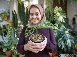 6 Cara Merawat Janda Bolong Bagi Pemula Biar Makin Subur