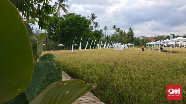 Pengamat memandang kencangnya alih fungsi lahan pertanian yang terjadi belakangan ini tak luput dari dukungan aturan dan pemerintah. 
