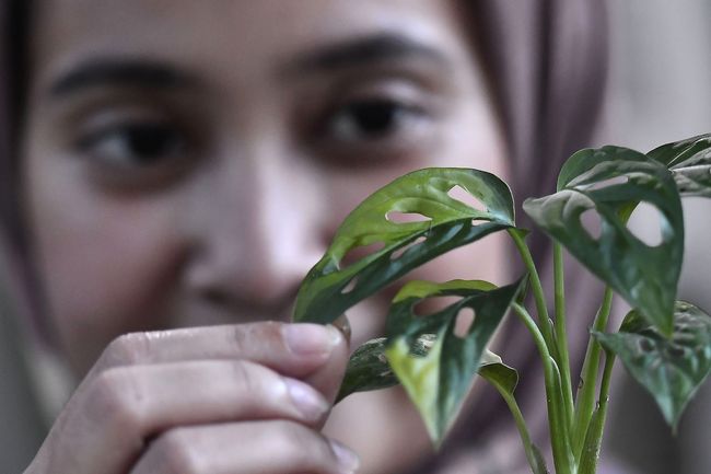 Yang Harus Diperhatikan Saat Merawat Si Janda Bolong