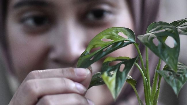 Tanaman hias Monstera termasuk tanaman yang mudah perawatannya. Namun ada beberapa trik untuk merawat janda bolong kesayangan.