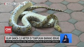 VIDEO: Ular Sanca 3,5 Meter di Tumpukan Barang Bekas