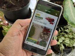 Kisah Petani Blitar Go Digital, Jual Sayur Pakai Aplikasi