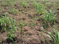 Kementan Dorong Budi Daya Serai Wangi di Brebes Tetap Produktif