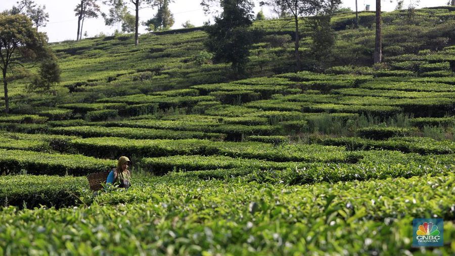 Hari yang cerah para petani mulai bekerja memetik daun teh di kawasan Pasir Jambu, Bandung, Jawa Barat. Teh merupakan satu dari 15 komoditas utama dan unggulan perkebunan Indonesia.
Jawa Barat merupakan produsen teh terbesar di Indonesia. Sekitar 70% produksi teh nasional berasal dari provinsi ini.
Jawa Barat menjadi lokasi pengembangan perkebunan teh karena daerahnya yang subur, udaranya sejuk, dan topografinya yang bergunung-gunung yang sangat cocok untuk tanaman teh.
Kebun teh dikawasan ini tak hanya dikelola badan usahan namun terdapat juga kebun teh rakyat. Kebun teh rakyat merupakan budidaya yang diusahakan secara mandiri oleh masyarakat tanpa berbentuk badan usaha.
Setiap pagi para petani sudah sibuk beraktivitas untuk memetik dan dikumpulkan di wadah yang dipikul sambil menggunting daun-daun teh terbaik di perkebunan tersebut.
Menurut mereka dalam sehari mereka dapat memetik sebanyak 1 kwintal dari perkebunan teh rakyat ini dan dibawa ke pabrik untuk diolah
Disela sela aktivitas memetiknya, para petani tersebut berkumpul untuk beristirahat diselingi canda gurau untuk menghilangkan letihnya.
Produksi teh dalam negeri beberapa tahun terakhir cenderung melandai karena penyusutan areal perkebunan.
Data Badan Pusat Statistik (BPS) menunjukkan, produksi daun teh kering dalam negeri bergerak fluktuatif dalam 5 tahun terakhir. Produksi tertinggi daun teh kering sebanyak 154.369 ton yang terjadi pada 2014.
Dalam kurun 18 tahun terakhir, jumlah ekspor teh berkurang lebih dari separuh. Dari 105.581 ton pada 2000 menjadi 49.038 ton pada 2018.
Peringkat Indonesia sebagai negara pengekspor teh turun cukup banyak dari urutan ke-5 di dunia pada 2004 menjadi peringkat ke-12 pada 2018.
(CNBC Indonesia/ Andrean Kristianto)