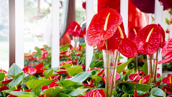 Beautiful brightness red Anthurium andraeanum , flamingo flowers or tailflower, painter's palette, and laceleaf. blossom in garden with  bright red spathe and heart shape green leaf. Nature background