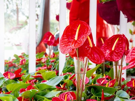 Top 5 Sepekan: Tanaman Hias Tropis hingga Artis Reza Bukan Nikah Diam-diam