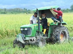Mentan Cek Potensi Pertanian di Pulau Buru, Produksi 8 Ton Sekali Panen
