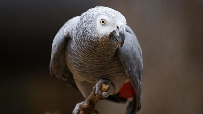 Lima burung kakaktua telah "dimutasi" dari taman margasatwa di Inggris karena mereka ketahuan sering bicara kasar kepada pengunjung.