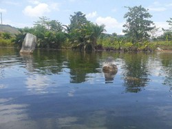 Saat Harta Karun Purbakala Muncul dari Danau Sentani Papua