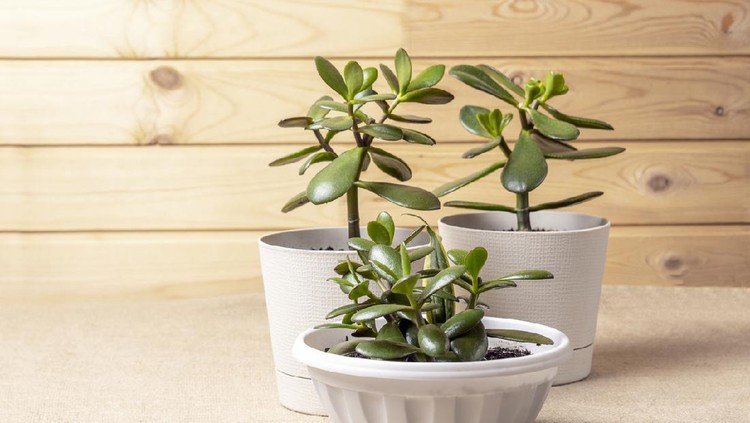 Succulent houseplant Crassula ovata in a pot on rustic background