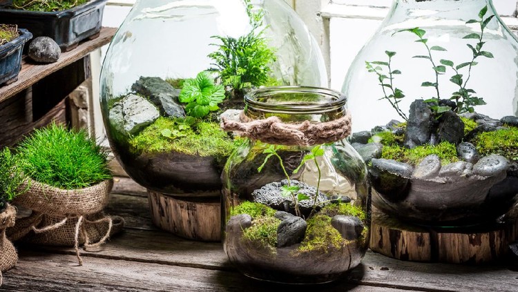 Beautiful jar with live forest with self ecosystem
