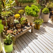 Yuk, Mulai Berkebun dan Dapatkan 4 Manfaat Berikut!
