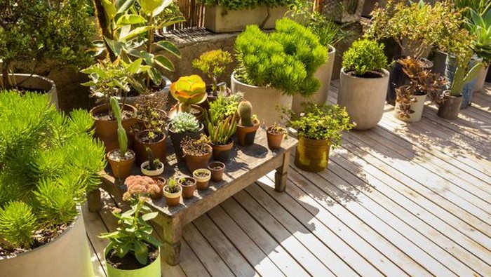 Yuk, Mulai Berkebun dan Dapatkan 4 Manfaat Berikut!