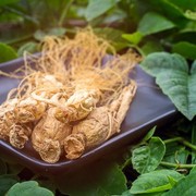 Perlu Diketahui, Inilah Manfaat Penting Ginseng Korea Bagi Kesehatan