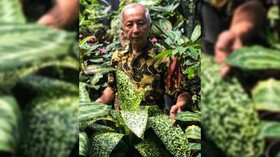Greg Hambali, Keluar dari LIPI Jadi Bapak Aglonema Indonesia